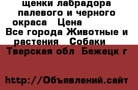 щенки лабрадора палевого и черного окраса › Цена ­ 30 000 - Все города Животные и растения » Собаки   . Тверская обл.,Бежецк г.